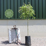 Golden Weeping Willow Tree | Salix 'Chrysocoma' Ornamental Trees