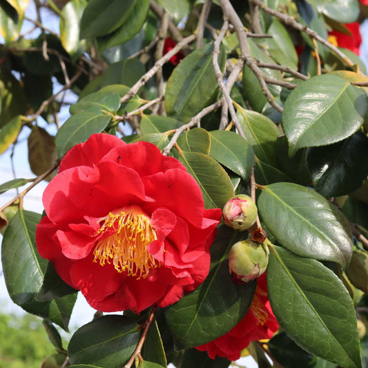 Red Camellia Japonica Plant Perennial Bedding