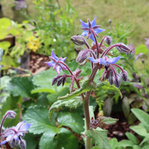 Borage Plant Vegetables