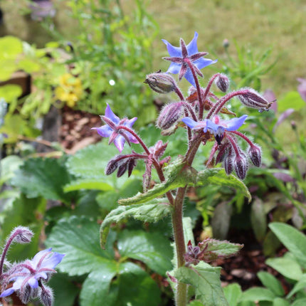Borage Plant Vegetables