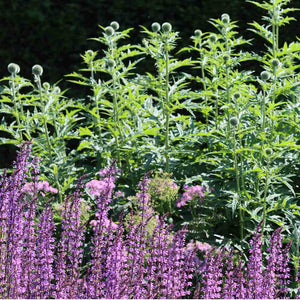 Salvia 'Rose Marvel' Perennial Bedding