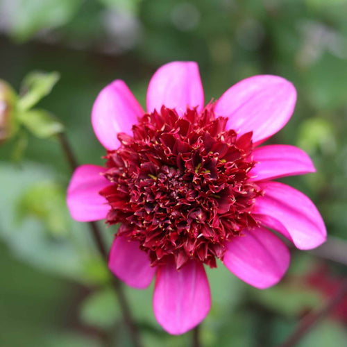 Dahlia 'Poodle Skirt' Perennial Bedding