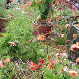 Geums Are Forever Collection Perennial Bedding