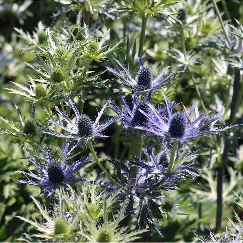 Eryngium 'Big Blue' Perennial Bedding