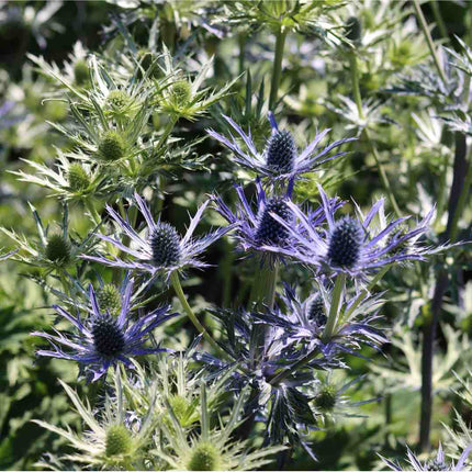 Eryngium 'Big Blue' Perennial Bedding