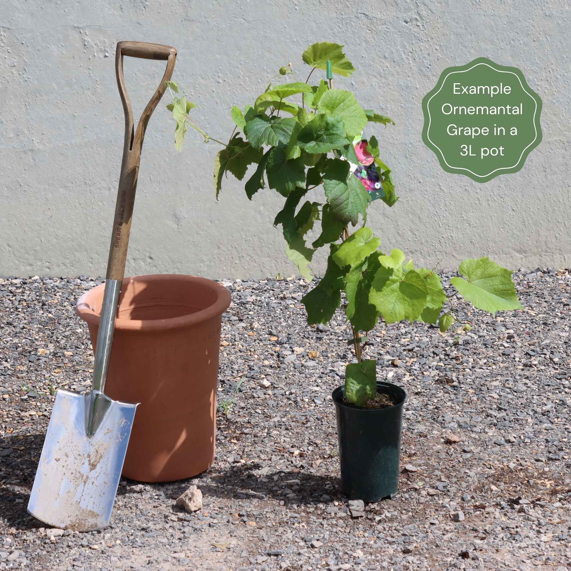 Brant Roots Ornamental Grape Vine | Vitis 'Brant' – Roots Plants