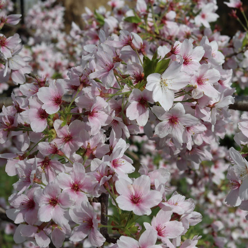 Sargent's Cherry Blossom Tree | Prunus sargentii Ornamental Trees