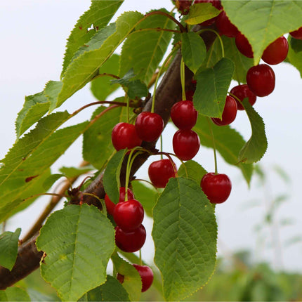'Sweetheart' Cherry Tree Fruit Trees
