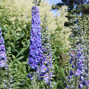 Delphinium 'Dark Blue White Bee' Perennial Bedding