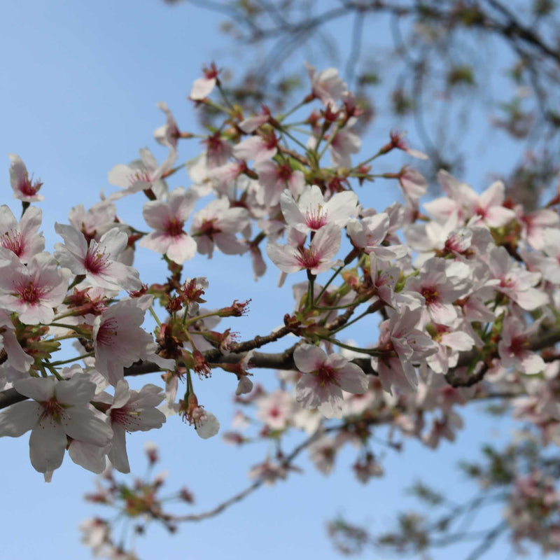Sargent's Cherry Blossom Tree | Prunus sargentii Ornamental Trees