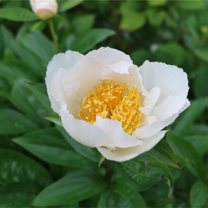 Peony 'Krinkled White' Perennial Bedding