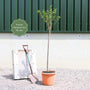 'Pandora' Cherry Blossom Tree | Prunus padus Ornamental Trees