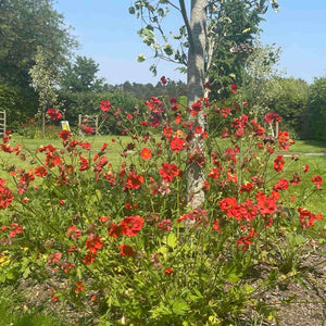 Geum 'Scarlet Tempest' Perennial Bedding