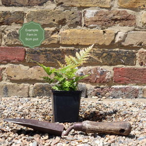 Premium Fern Collection Pond Plants