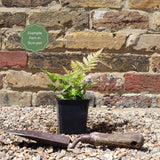 Premium Fern Collection Pond Plants