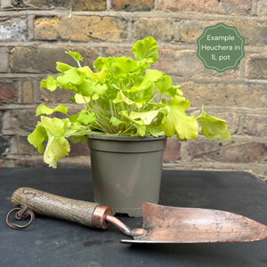 Heuchera 'Marmalade' Perennial Bedding