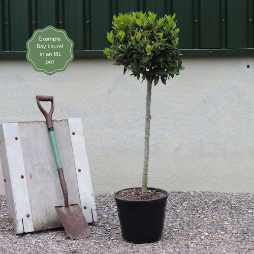 Bay Laurel Tree | Laurus Nobilis Ornamental Trees