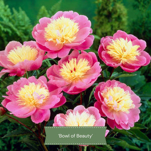 Perfect Peony Plants Collection Perennial Bedding