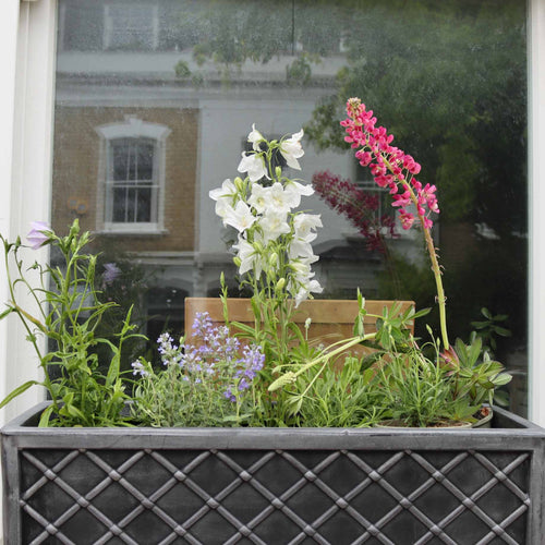 Contemporary Window Box Collection Perennial Bedding