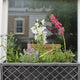 Contemporary Window Box Collection Perennial Bedding