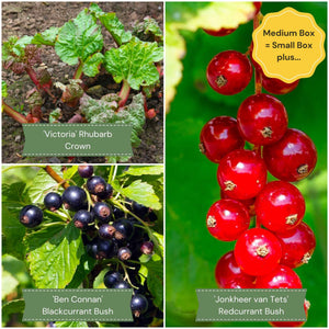 Fruit Plants for Beginners | Allotment in a Box Soft Fruit