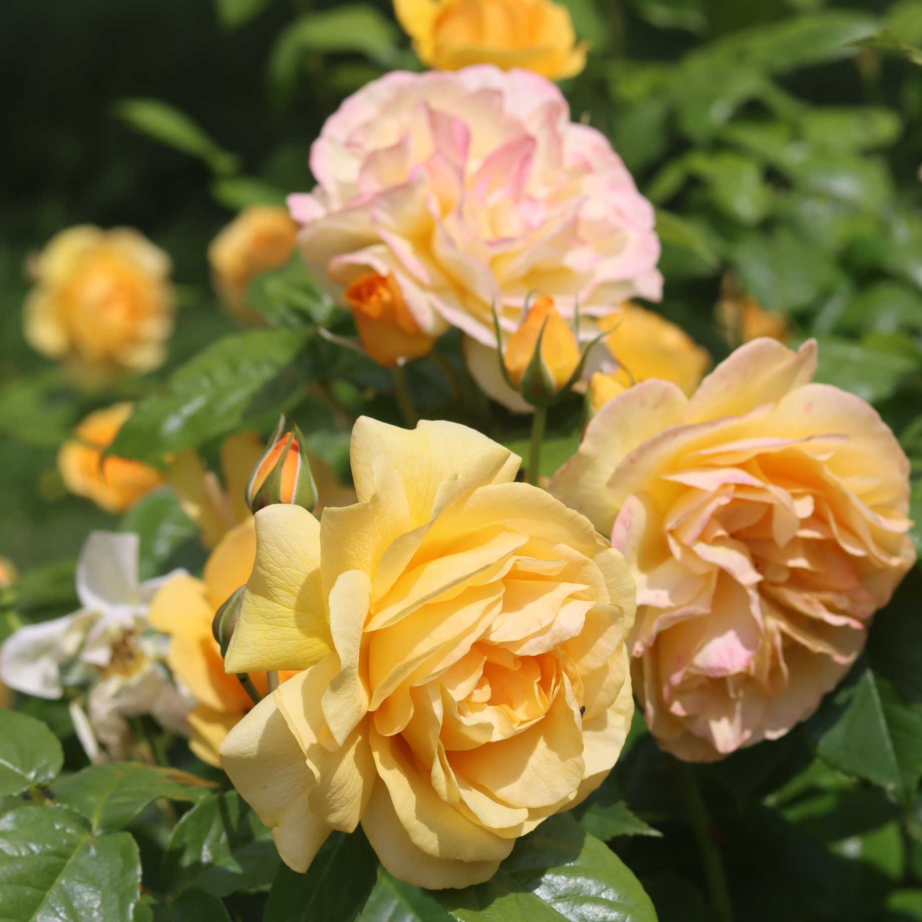 Fabulous Roses 'Absolutely Fabulous' Floribunda Rose – Roots Plants