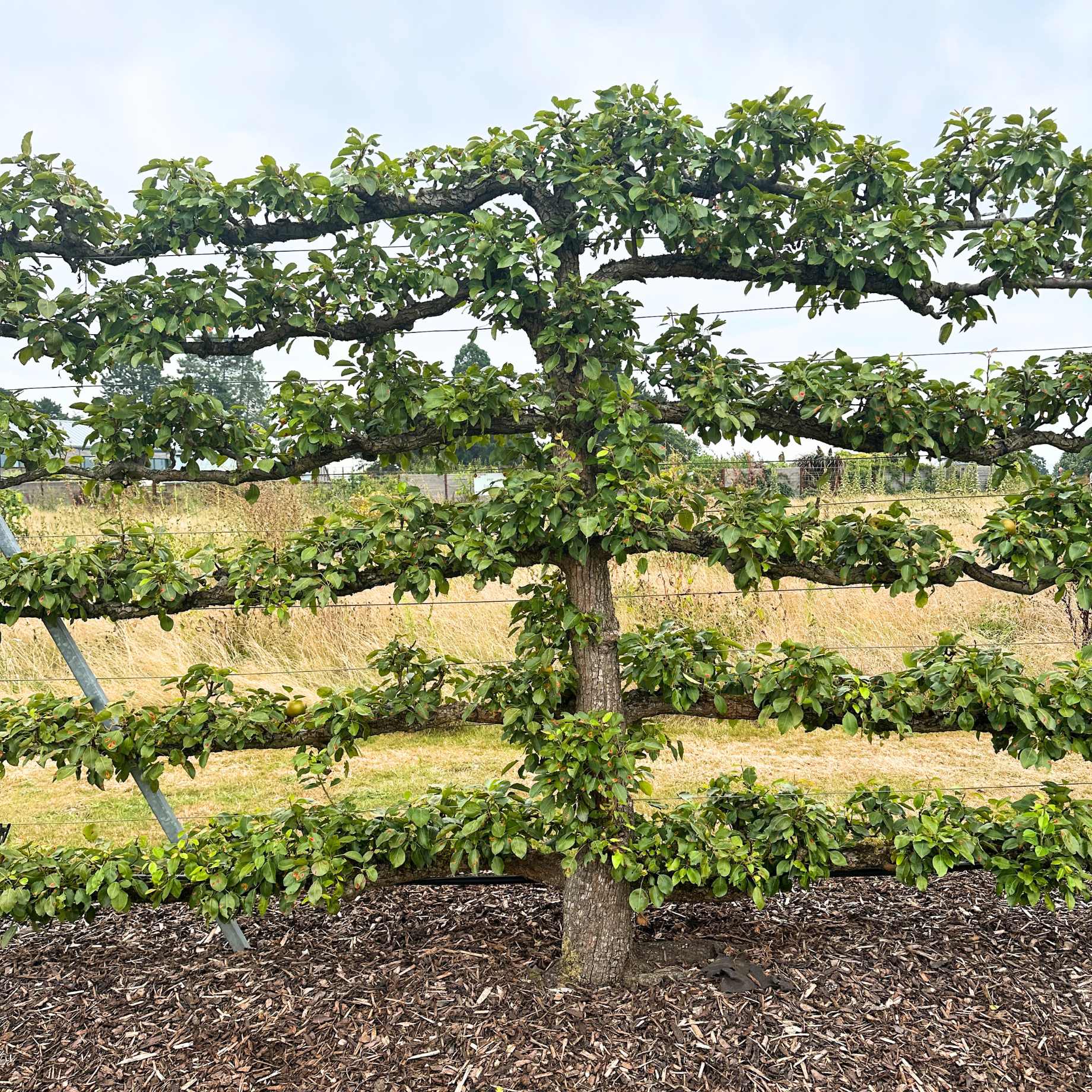 Espalier Pear Tree – Roots Plants