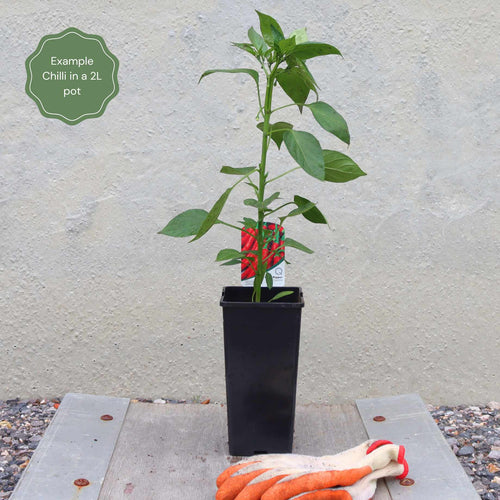 'Cayenne Long Slim' Chilli Plants Vegetables