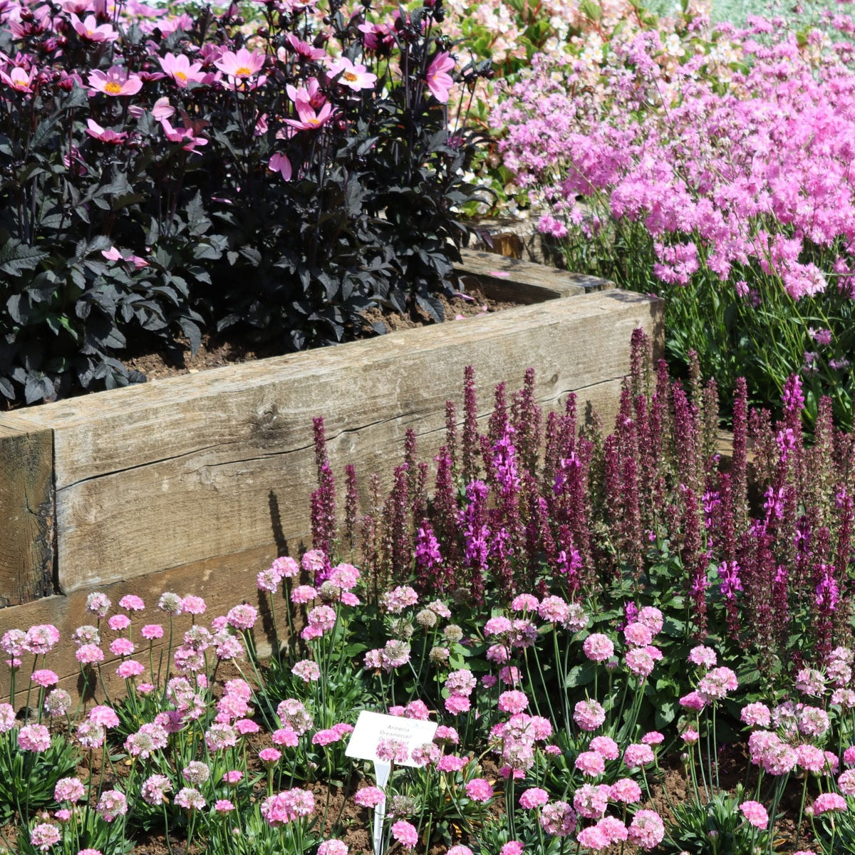 Pink & Purple Perennial Plants Collection | Flower, Foliage and Height ...