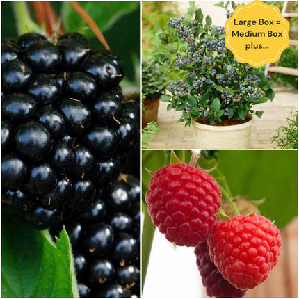 Jam Maker's Fruit Plants Collection | Allotment in a Box Soft Fruit