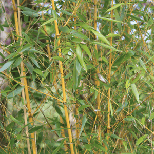 Golden Bamboo | Phyllostachys aurea Shrubs