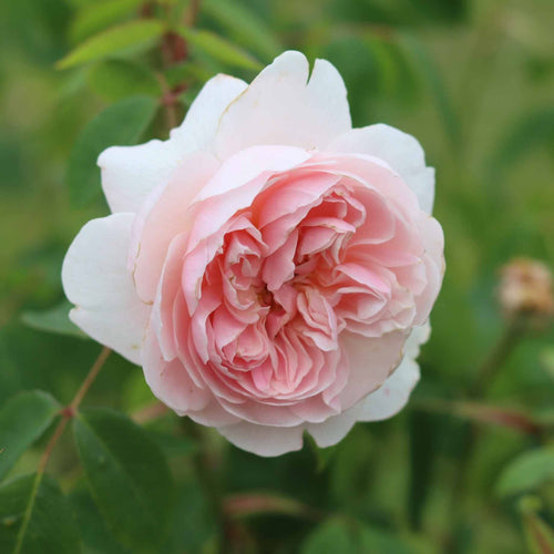 'Parade Cajsa' Patio Shrub Rose Shrubs