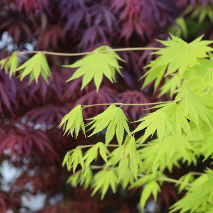 Japanese Maple Tree | Acer palmatum 'Katsura' Ornamental Trees