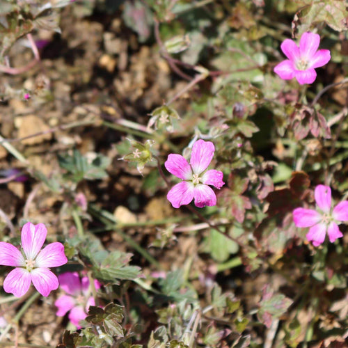 Geranium 'Orkney Cherry' Perennial Bedding