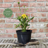Echinacea 'SunSeekers Mellow' Perennial Bedding