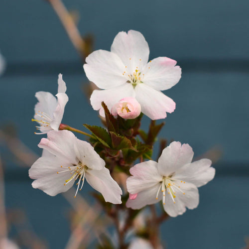 'The Bride' Cherry Blossom Tree | Prunus incisa Ornamental Trees