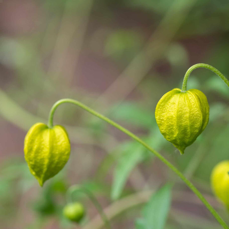 Clematis 'Golden Tiara' Climbing Plants