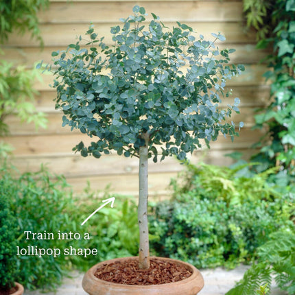 Standard Eucalyptus Tree | Eucalyptus gunnii Ornamental Trees