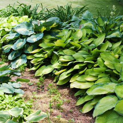 Best Ever Hosta Collection Perennial Bedding