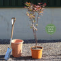 Japanese Maple Tree | Acer palmatum 'Shidava Gold' Ornamental Trees