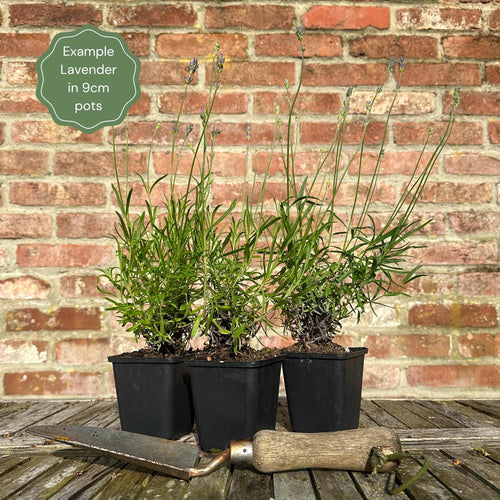 English Lavender | Lavandula Angustifolia Perennial Bedding