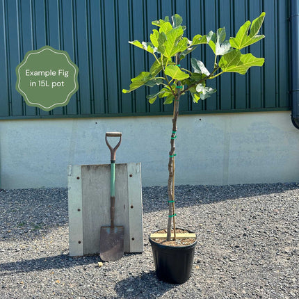 UK Hardy Fig Tree | 'Brown Turkey' Soft Fruit