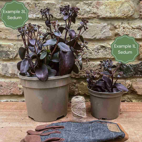 Sedum 'Chocolate Cherry' Perennial Bedding