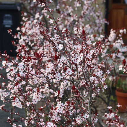 Cherry Plum Hedging | Prunus cerasifera Shrubs