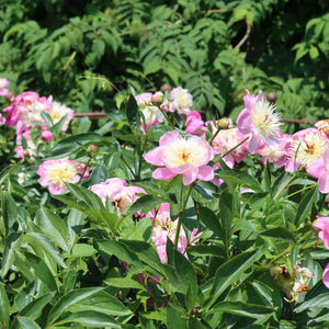 Peony 'Bowl of Beauty' Perennial Bedding