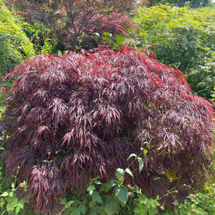 Red Weeping Japanese Maple Tree | Acer palmatum 'Garnet' Ornamental Trees