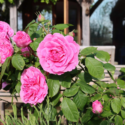 'Mum in a Million' Hybrid Tea Rose Shrubs