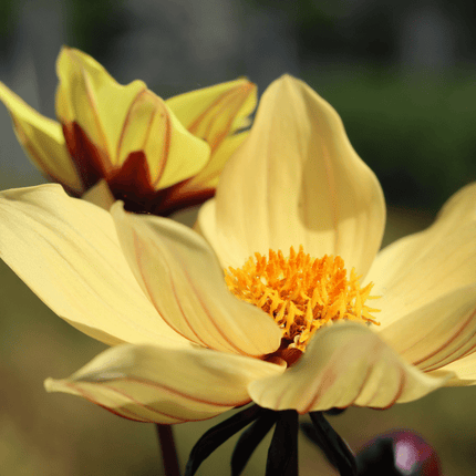 30cm Dahlia Temptation 'Gold' | 1L Pot Annual Bedding