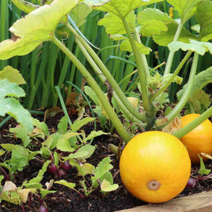 'Summer Ball' Courgette Plants Vegetables