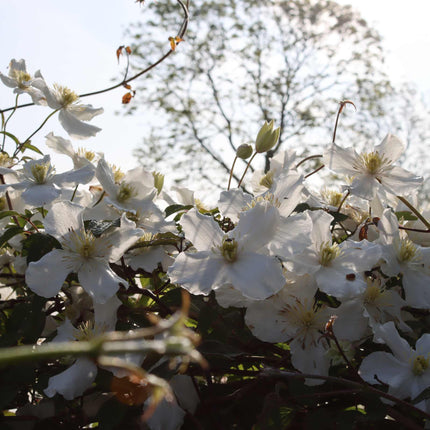 Clematis montana 'Alba' Climbing Plants